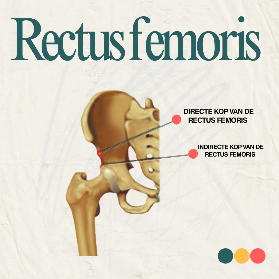Anatomie rectus femoris