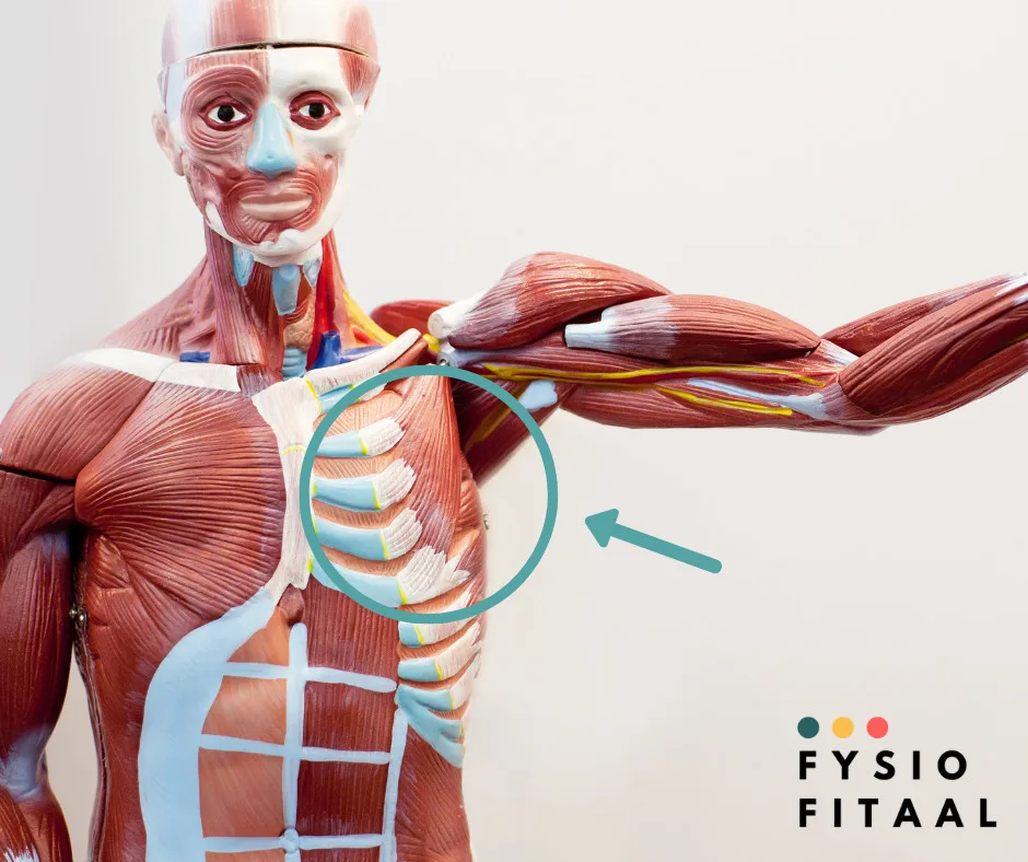 Complaints pectoralis minor